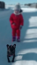 Arnés ajustable para perro de mascota, correa de tracción, correa de plomo para cachorro, correa, collares de cadena, juguete interactivo