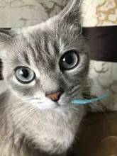 Cat Collar Safety Puppy Collar Chihuahua Solid Dog Collar For Cats Kitten Pet Cat Collars