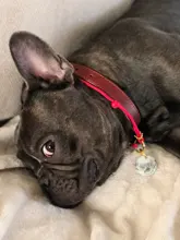 Leash-Set Lead Pet-Collars Dogs Pitbull Small Walking Real-Leather Personalized And 