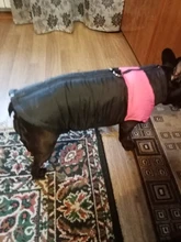 Vest Jacket Pets-Clothing Pug-Coat Puppy Dogs French Bulldog Waterproof Small Winter