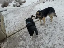 Dog-Coat Winter HOOPET for Dogs Clothing Warm Christmas Big