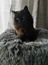 Cat-Mat Sofa Kennel Sleeping-Bag Dog-Cushion Pet-House Kitty Comfortable Round Plush