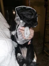 Small Dog Clothes Winter Warm Pet Dogs Coat Jacket Puppy Cat Outdoor Clothing Hoodies