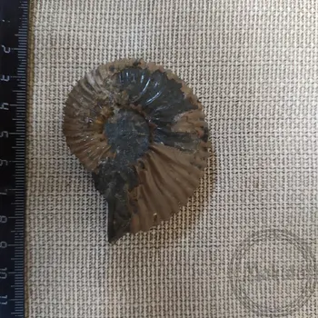 

Mineral ammonite unprocessed 60 х50х15mm