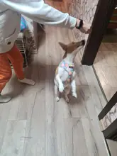 Nylon Dog Cat Harness Printed French Bulldog Harness Puppy Small Dogs Harnesses Vest