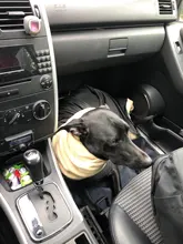 Jacket Clothing Coat Greyhound Waterproof Dog Dogs Large Super-Warm Medium Thick 