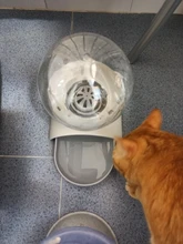 Drinking-Bowl Pets-Water-Dispenser Bubble No-Electricity Automatic Cat for Large