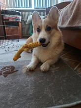 Pet-Toys Cleaning-Rope Puppy Chew Small Dog Animals-Shape Funny Teeth Cotton for Big