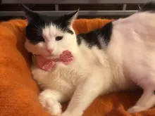 Collar de gato con patrón de diamante, pajarita de gato y corbatas de cuello disponibles