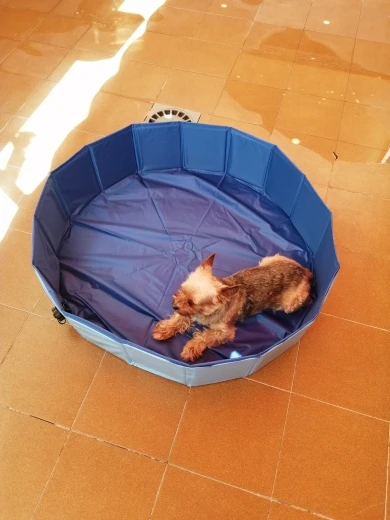 DogMEGA Foldable Dog Swimming Pool photo review