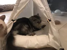 Tienda de campaña portátil para mascotas, casa para animales domésticos con cojín grueso, disponible en 6 colores, para cachorros, perros, gatos, de interior y exterior, ideal para ir de excursión