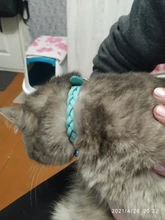 Collar de cuero trenzado para perro, cachorro, gato, con etiqueta de nombre personalizada grabada para perros pequeños y medianos, campana gratis