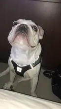 Arnés de perrito arneses de perro mascota reflectante para perros Bulldog francés Chihuahua ajustable perro de Seguridad entrenamiento chaleco para andar sin tirones