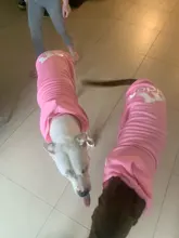 Adidog-ropa para perros pequeños, chaqueta con capucha deportiva de invierno, suéter de algodón suave abrigado puro, Chihuahua de peluche, ropa para cachorros