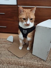 Arnés y correa reflectantes para gato, ropa transpirable a prueba de Escape para mascotas, chaleco ajustable de fácil Control