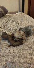 Dog-Toys Rope Monkey Chew Sheep-Shape Plush Elephant Pet-Puppy Squirrel Animals Cotton