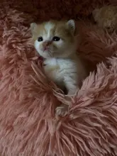 Cama de Gato supersuave, 14 colores, redonda, mullidas de gato, cesta para dormir, larga felpa, cálida, alfombrilla para mascotas, perrera ligera de tacto cómodo