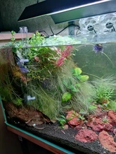 Acrylic Shrimp Feeding Tray Fish Food Feeder Aquarium Fish Tank Feeding Tube