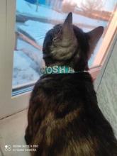 Collar personalizado con hebilla para perros y gatos, Collar personalizado con letras y diamantes de imitación para perros pequeños y medianos