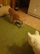 Muñeco eléctrico de peluche con forma de pez en movimiento para niños, juguete interactivo con carga USB para mascotas