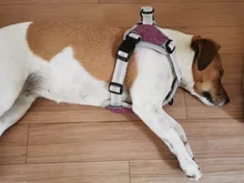 Pet-Vest Harnesses Dog-Supplies Reflective No-Pull Small Walking-Adjustable Large Medium
