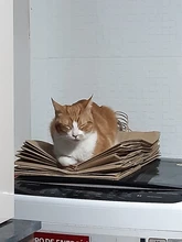 Anillos abiertos de dedo múltiple para mujer, cadena de eslabones estilo Punk, fiesta, concierto, ceremonia, regalo de joyería, venta al por mayor, 2020