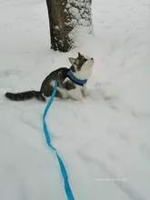 Vest Leash-Set Dog-Accessories Puppy Cat-Harness Small Dogs Chihuahua Breathable Mesh