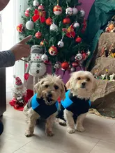 Coat Jacket Puppy-Vest Dogs Waterproof Winter Medium Pet-Dog Zipper Small Large Warm