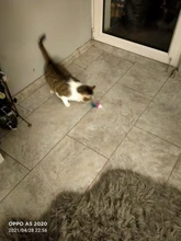 Mini juguetes de lana suave para gatos y gatos, ratón falso, pluma colorida, juego de entrenamiento divertido, suministros para Mascotas y Cachorros