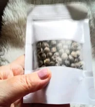 Moringa Oleifera de alta calidad