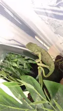 Humidify Terrarium-Amphibian Lizard Pet-Feeding Habitat Water-Food-Dispenser Reptile-Drinking-Fountain