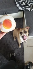 Anti Bite Dog Toys Creative Simulation Vegetable Drumstick Toy Puppy Pet Play Chew Toys