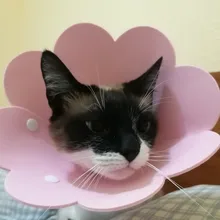 Collar antimordedura con forma de flor para gatos domésticos, protección para perros y cachorros, Collar de recuperación para mascotas