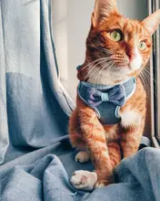 Breakaway Cat Collar Cute Bow Vests Cat Harness and Leash Cat Product Cat Accessories