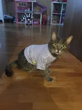 Cat Costumes Jacket Pet-Clothing Puppy-Outfit Kitty Winter Warm Autumn for Small Dogs