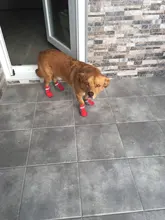 4 unidades/juego de zapatos para mascota de perro de lluvia, botines de goma antideslizantes portátiles, impermeables, zapatos de lluvia para perros y gatos, otoño e invierno, S/M/L/XL