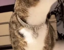 Collar con colgante de hueso para perro y gato, Collar ostentoso con diamantes de imitación para mascotas