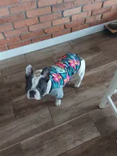 Jacket Costume Coat Bulldog-Clothes Small Dog Pug French Winter Pet-Dog Warm Cute 