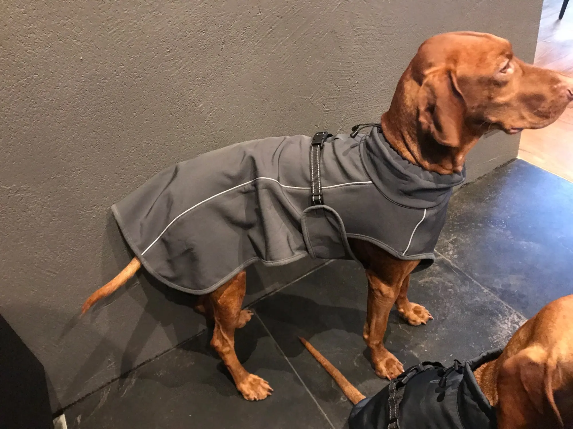 Köpek yağmurluk