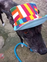 Dog-Sunscreen-Accessories Cap Baseball-Cap Canvas Small Outdoor Summer Hat Pet-Dog