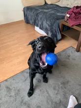 1 pcs EVA Dog Ball Toy Pet Bite Resistant Chew Toys Pets Interactive Balls Dog Toys