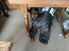 Jacket Rain-Coat Labrador Alaska Puppy-Doberman Waterproof Dogs Large Medium Husky TLC02