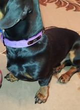 Collar Pet-Products Puppy Engraved French Bulldog Small Dogs Custom Personalized Pug