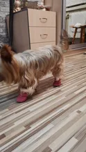 Botas impermeables para perros, zapatos para perros, antideslizantes, para cachorro, gato, lluvia, nieve, calzado para perros pequeños, Chihuahua, 4 Uds.