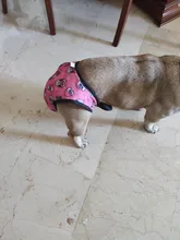 XS-XXL-Pantalones fisiológicos para perros, bragas sanitarias lavables para perros, pantalones cortos, ropa interior