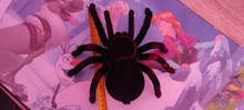 Control remoto para mascotas, simulación electrónica de tarantula, ojos brillantes, araña negra inteligente, 4 canales, broma, terrorífico, juguete para regalo