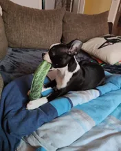 Pet-Supplies Dog-Toy Vegetable Carrot Interactive Training Small Squeaky-Bone Simulation