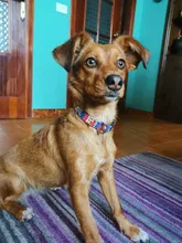 Collar de nailon para perro, personalizado con placa de etiqueta de identificación grabada para mascota, reflectante, perros pequeños, medianos y grandes