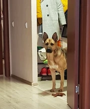 Taza limpiadora portátil de silicona suave para mascotas, limpiador de pies rápido manual con un clic