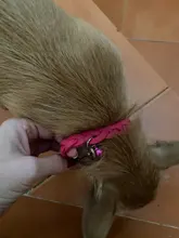 Dog-Collar Engraved Name-Tag Braided Dog Puppy Dogs Small Personalized Free-Bell 